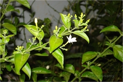 Jasminum grandiflorum